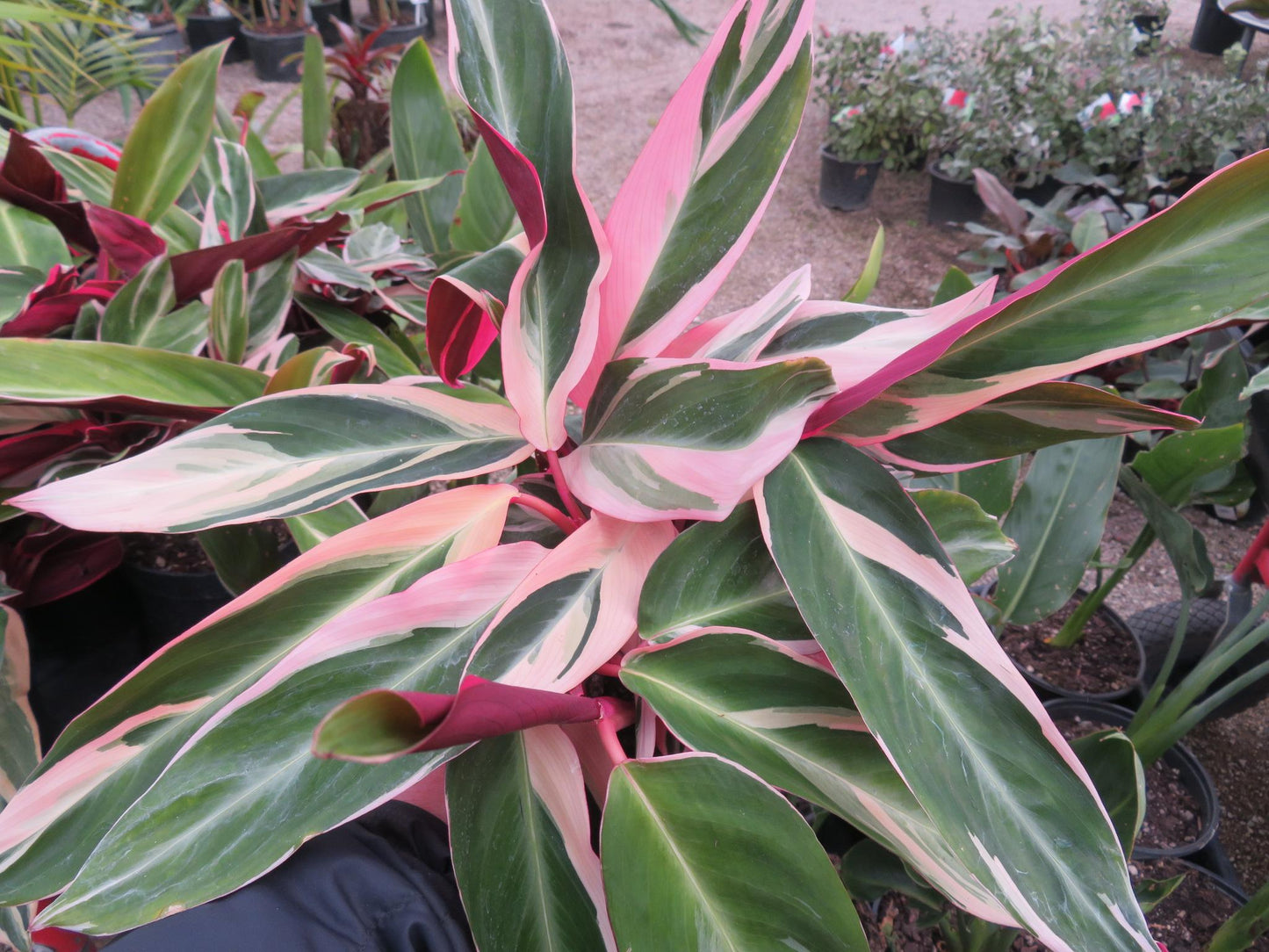 Stromanthe Sanguinea Triostar - View 18 from www redcrocus com