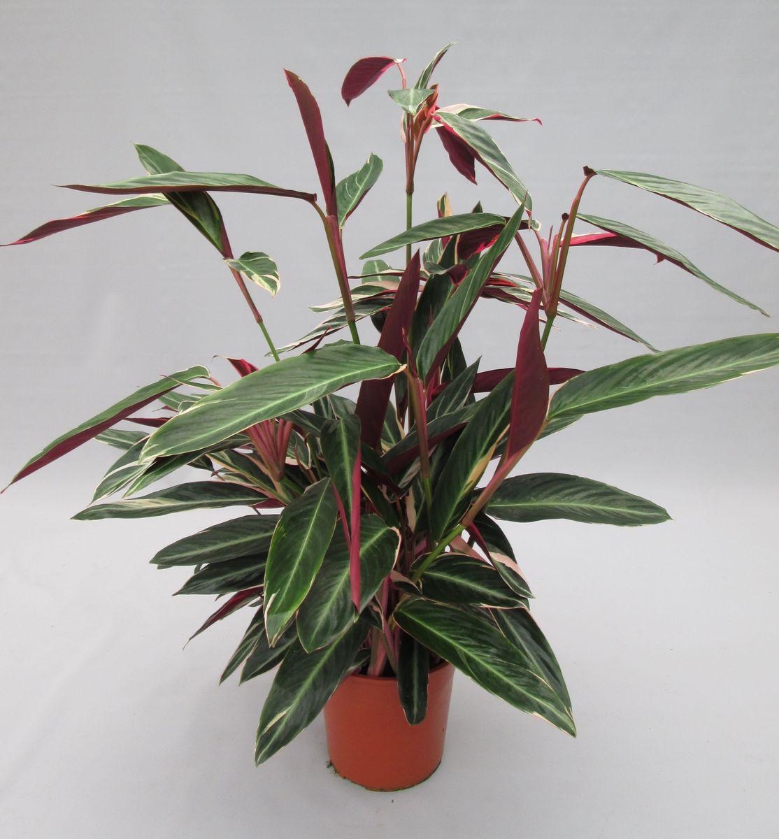 Stromanthe Sanguinea Triostar - View 19 from www redcrocus com