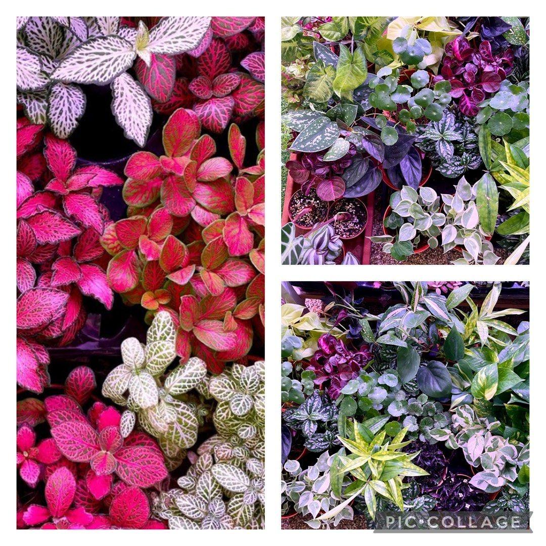 Terrarium Foliage Assorted - View 10 from www redcrocus com