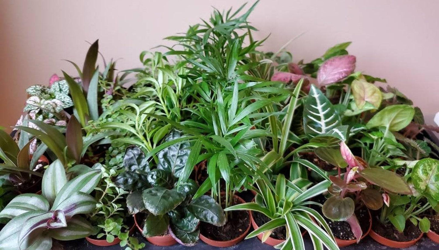 Terrarium Foliage Assorted - View 11 from www redcrocus com