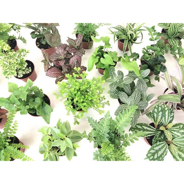 Terrarium Foliage Assorted - View 12 from www redcrocus com