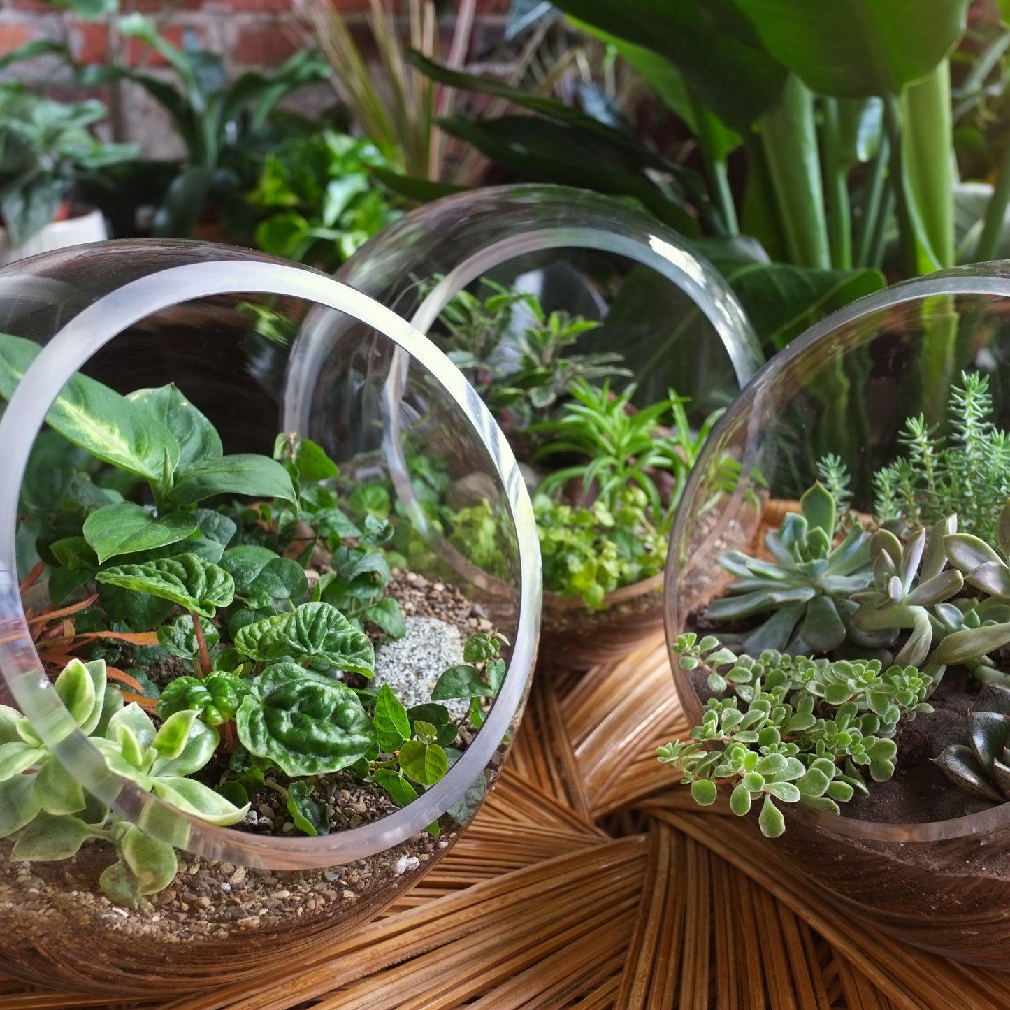 Terrarium Foliage Assorted - View 14 from www redcrocus com