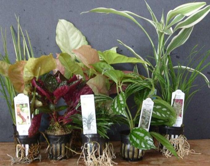 Terrarium Foliage Assorted - View 16 from www redcrocus com