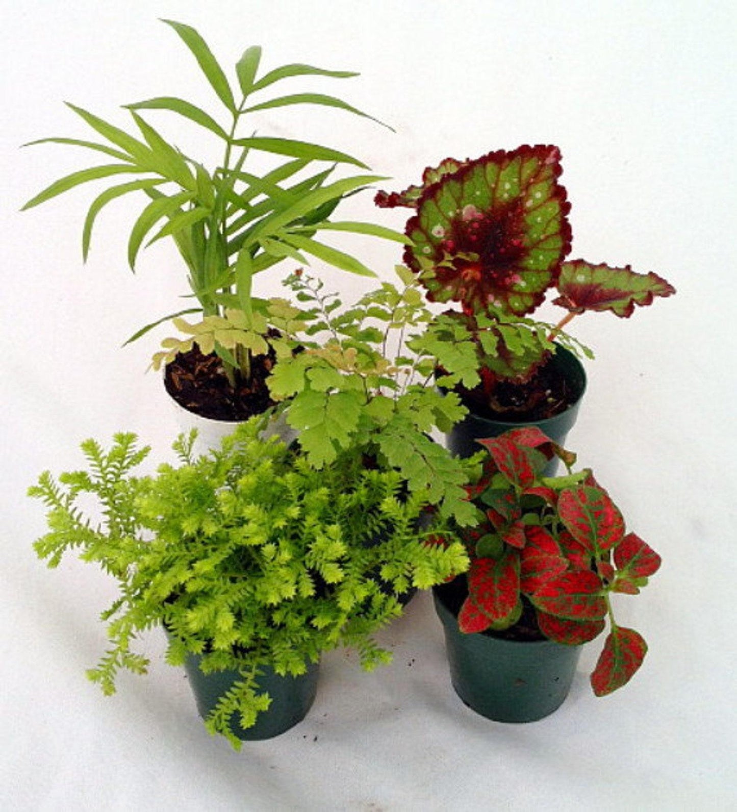 Terrarium Foliage Assorted - View 17 from www redcrocus com