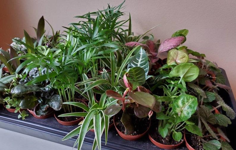 Terrarium Foliage Assorted - View 2 from www redcrocus com