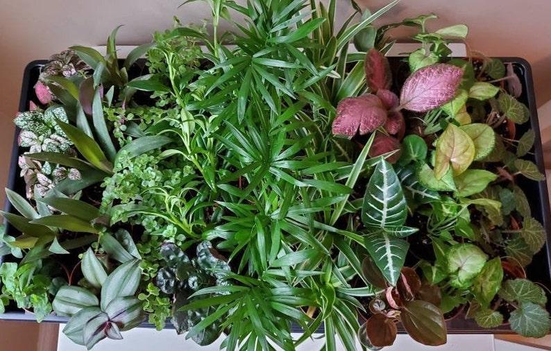 Terrarium Foliage Assorted - View 3 from www redcrocus com