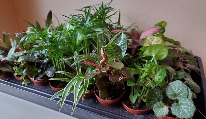 Terrarium Foliage Assorted - View 4 from www redcrocus com