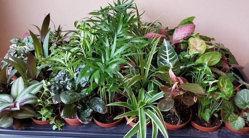 Terrarium Foliage Assorted - View 5 from www redcrocus com