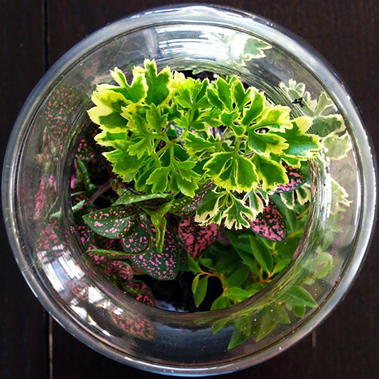 Terrarium Foliage Assorted - View 6 from www redcrocus com