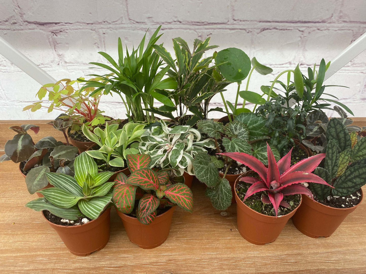 Terrarium Foliage Assorted - View 7 from www redcrocus com