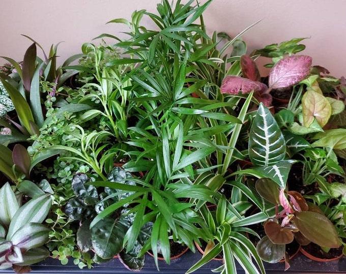 Terrarium Foliage Assorted - View 9 from www redcrocus com