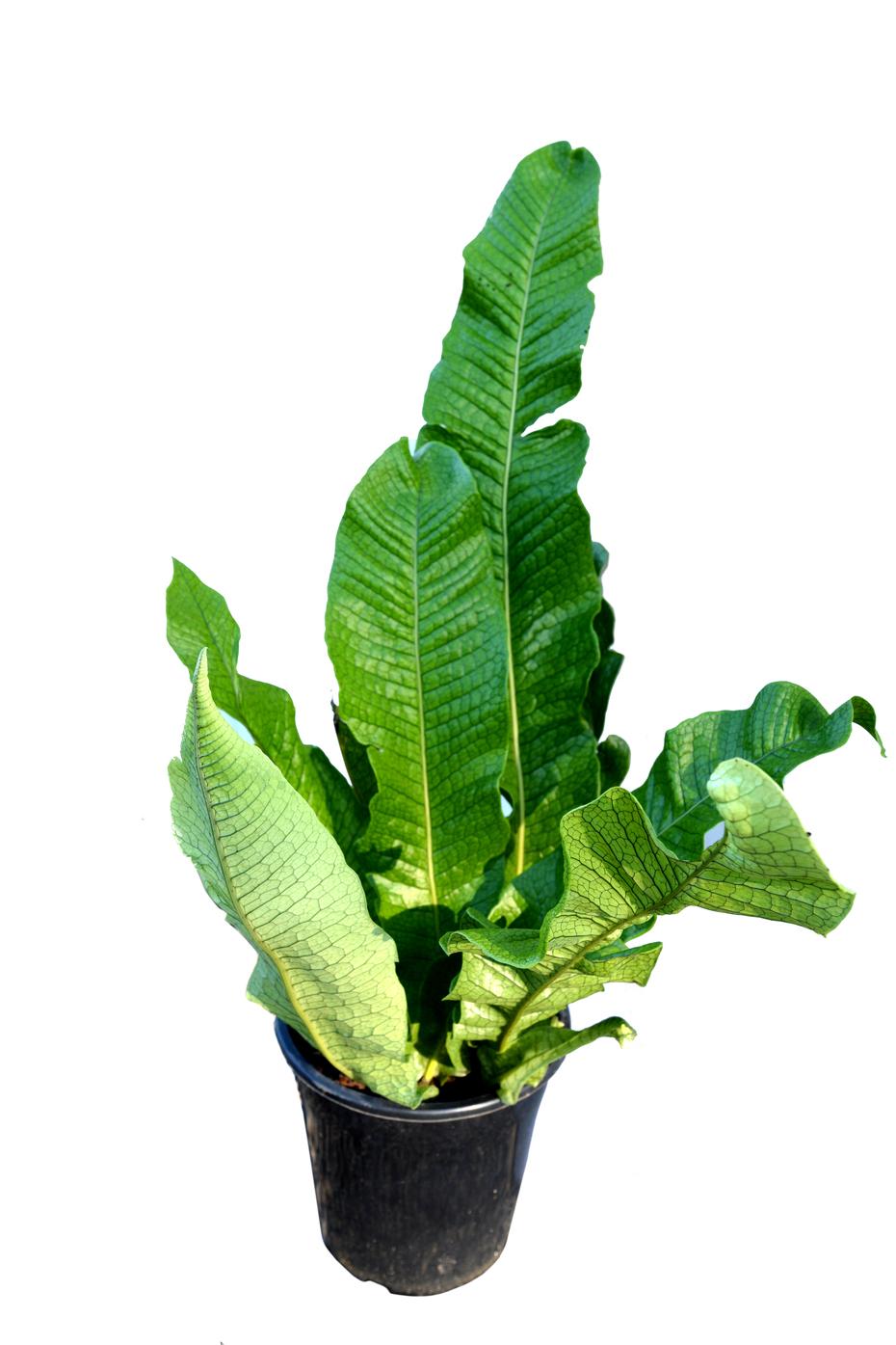 Fern Microsorum Musifolium Crocodyllus - View 12 from www redcrocus com