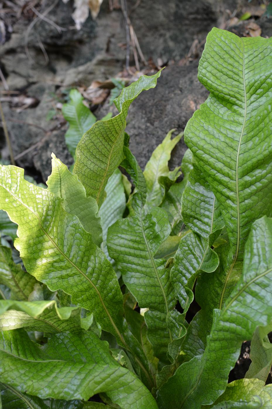 Fern Microsorum Musifolium Crocodyllus - View 8 from www redcrocus com