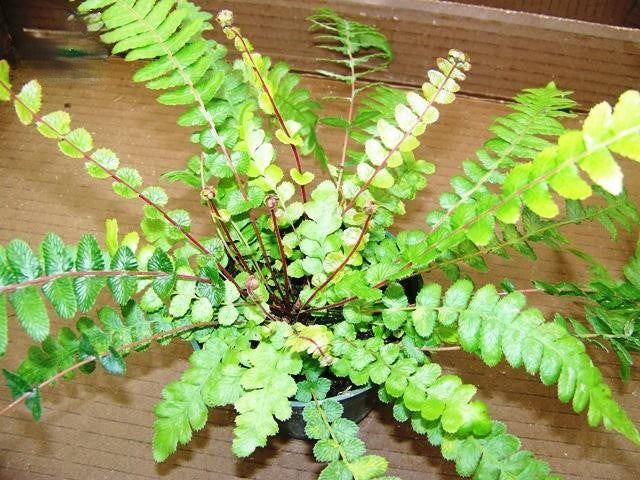 Fern Pteris Assorted - View 7 from www redcrocus com