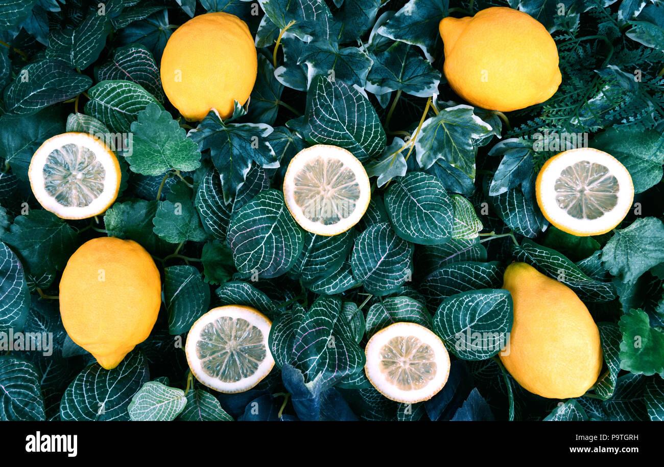 Citrus Lemon Assorted - View 15 from www redcrocus com