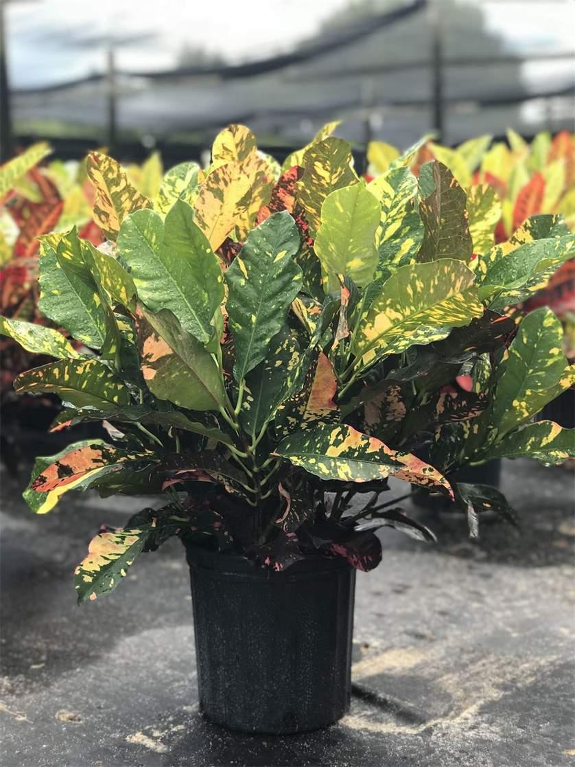 Croton Codiaeum Assorted - View 12 from www redcrocus com
