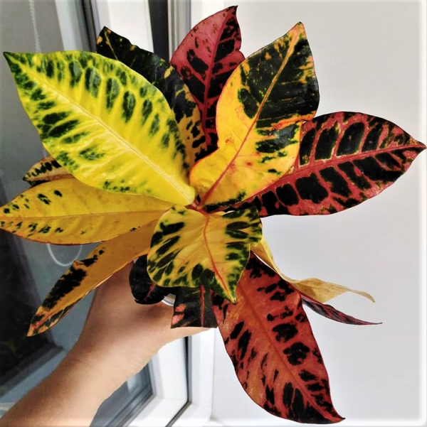Croton Codiaeum Assorted - View 8 from www redcrocus com
