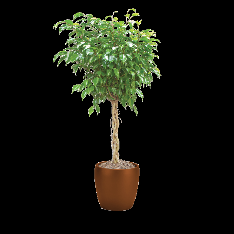 Ficus Benjamina Standard Or Braid - View 11 from www redcrocus com