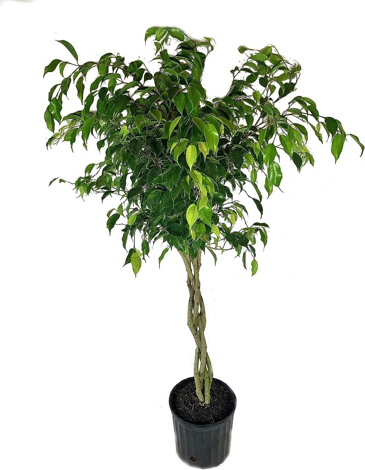 Ficus Benjamina Standard Or Braid - View 12 from www redcrocus com
