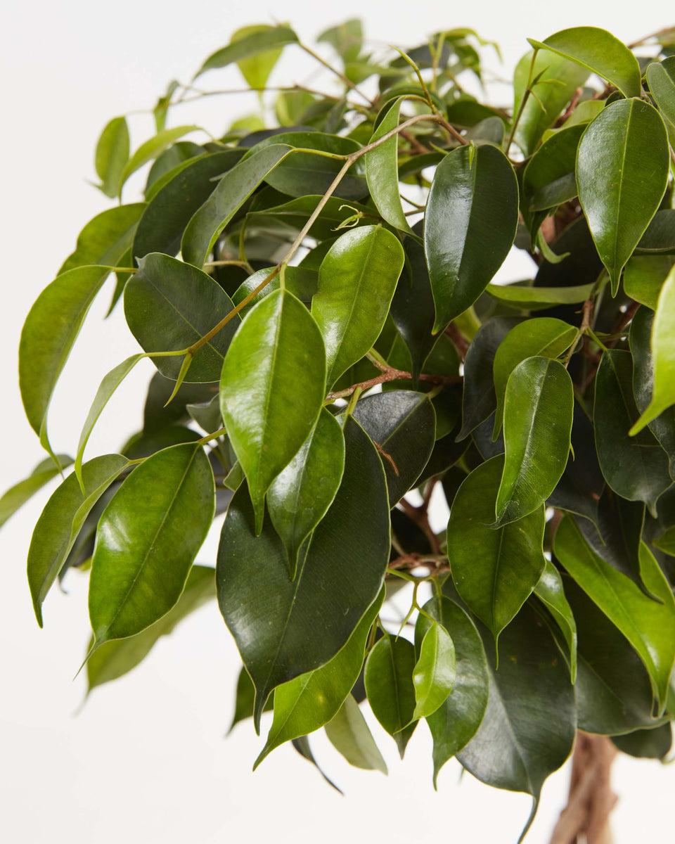 Ficus Benjamina Standard Or Braid - View 13 from www redcrocus com