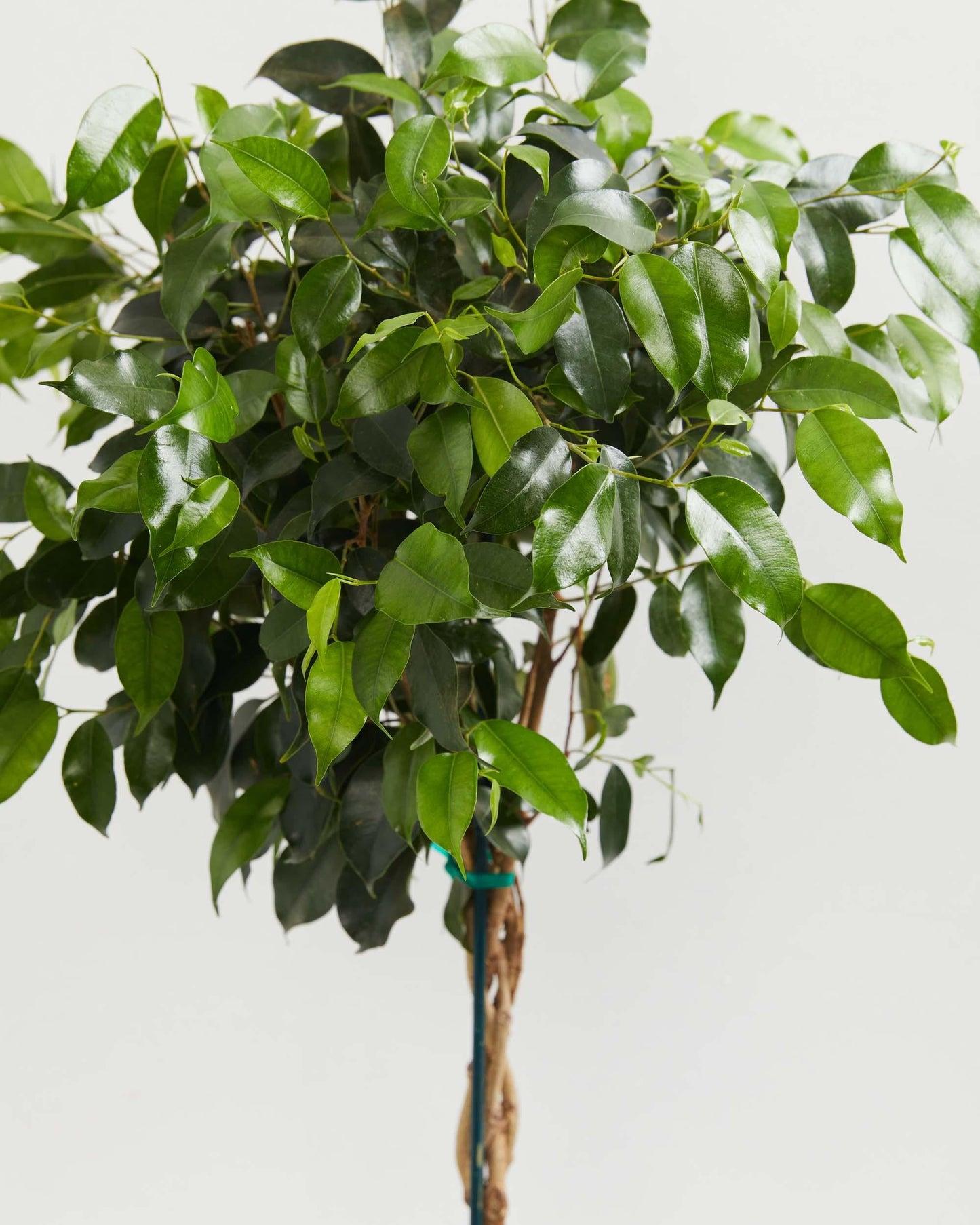 Ficus Benjamina Standard Or Braid - View 18 from www redcrocus com