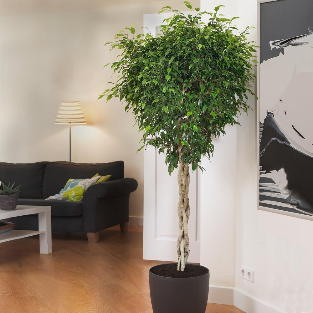 Ficus Benjamina Standard Or Braid - View 4 from www redcrocus com