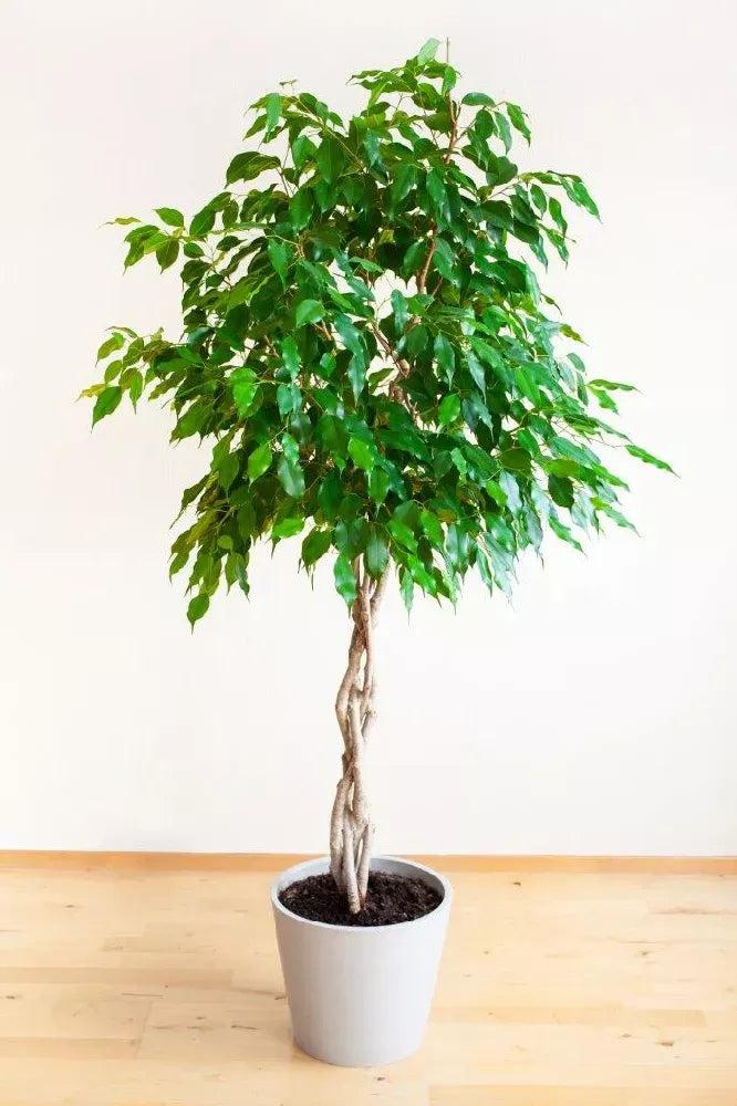 Ficus Benjamina Standard Or Braid - View 8 from www redcrocus com