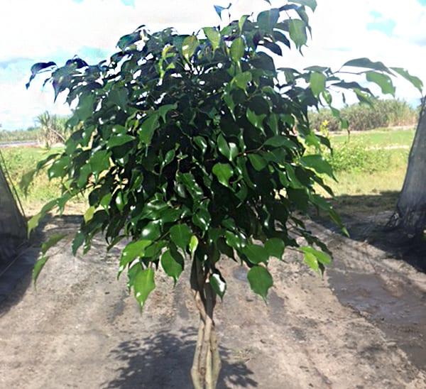 Ficus Benjamina Standard Or Braid - View 8 from www redcrocus com