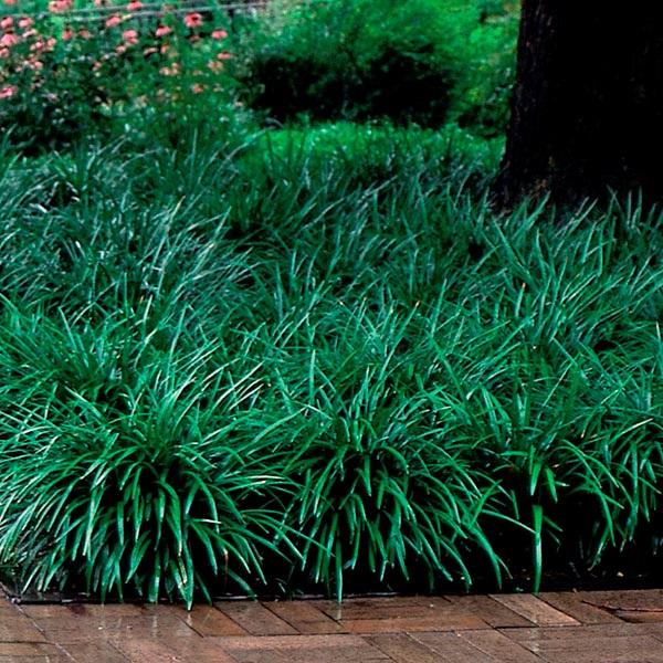Liriope Fl 1g - View 9 from www redcrocus com