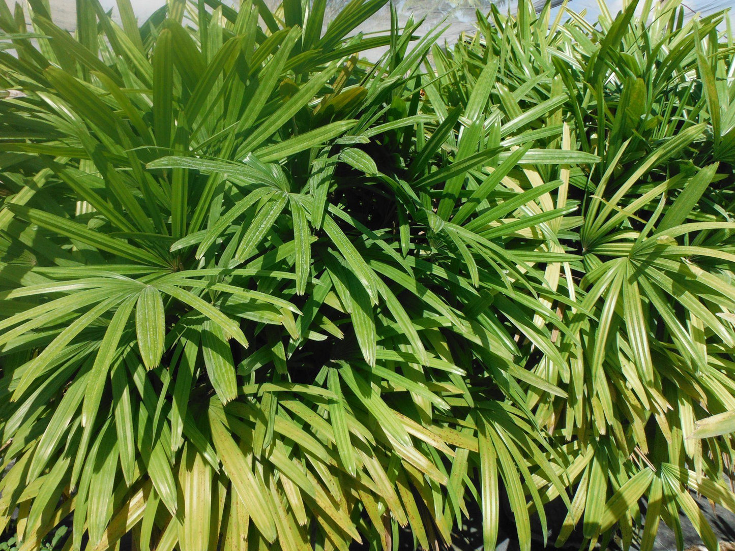 Palm Rhapis Excelsa - View 10 from www redcrocus com