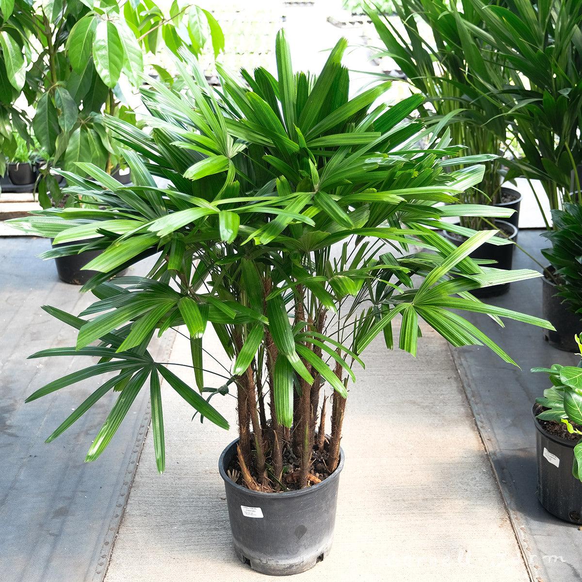 Palm Rhapis Excelsa - View 14 from www redcrocus com