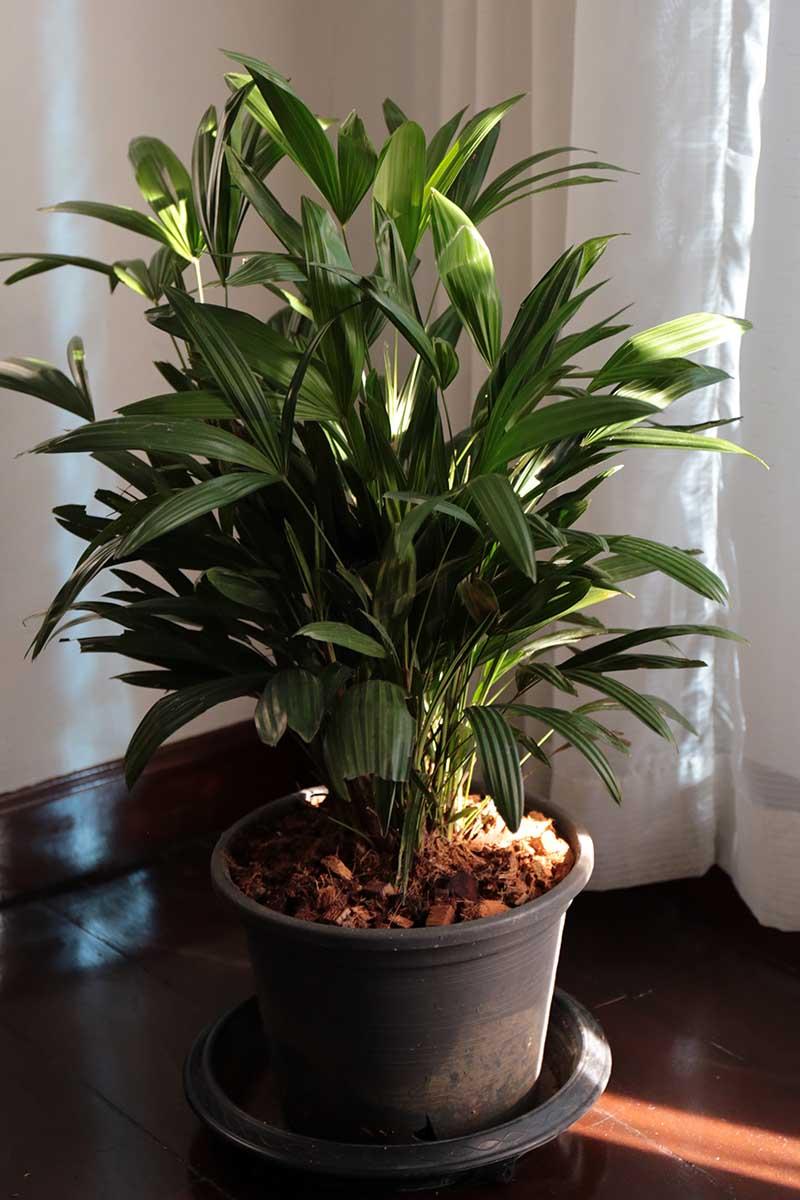 Palm Rhapis Excelsa - View 15 from www redcrocus com