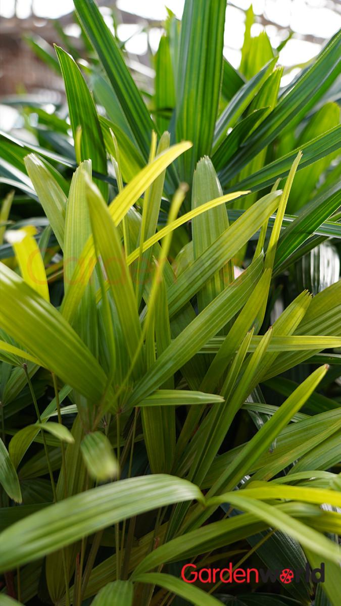 Palm Rhapis Excelsa - View 16 from www redcrocus com