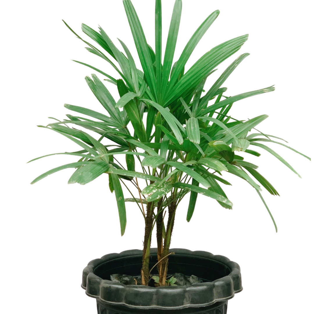 Palm Rhapis Excelsa - View 17 from www redcrocus com
