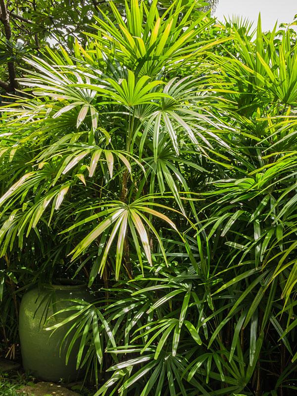Palm Rhapis Excelsa - View 17 from www redcrocus com