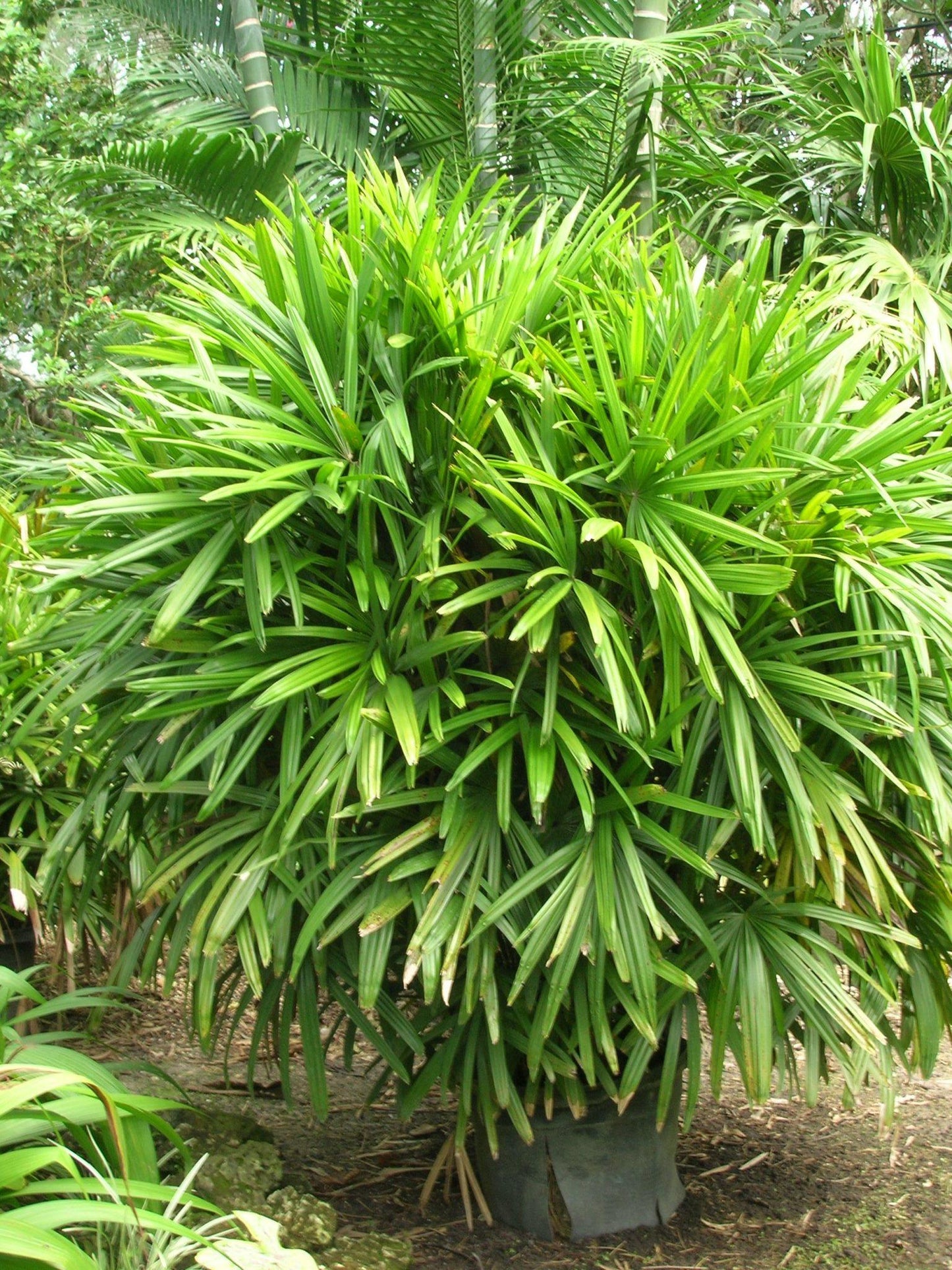 Palm Rhapis Excelsa - View 2 from www redcrocus com