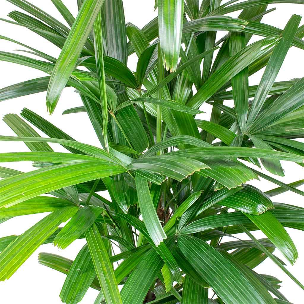 Palm Rhapis Excelsa - View 3 from www redcrocus com