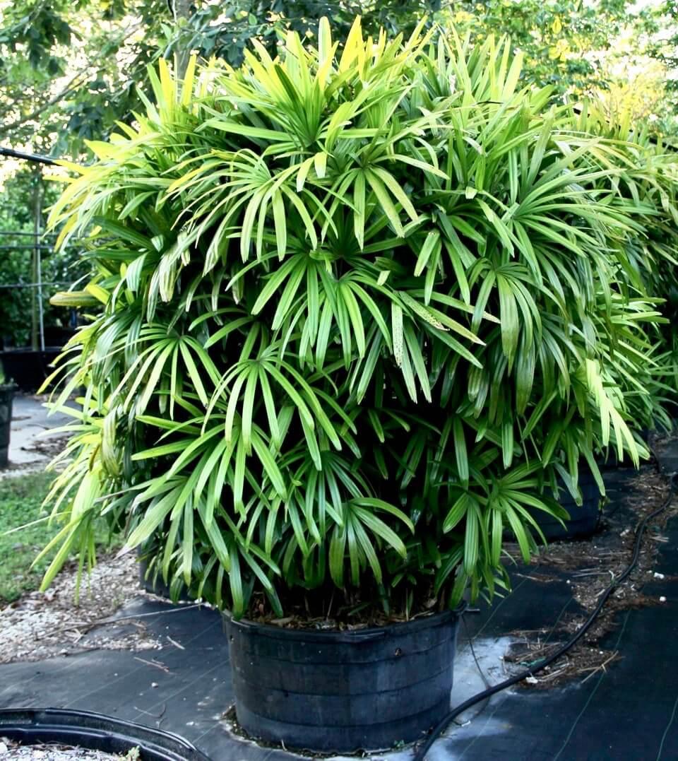 Palm Rhapis Excelsa - View 4 from www redcrocus com