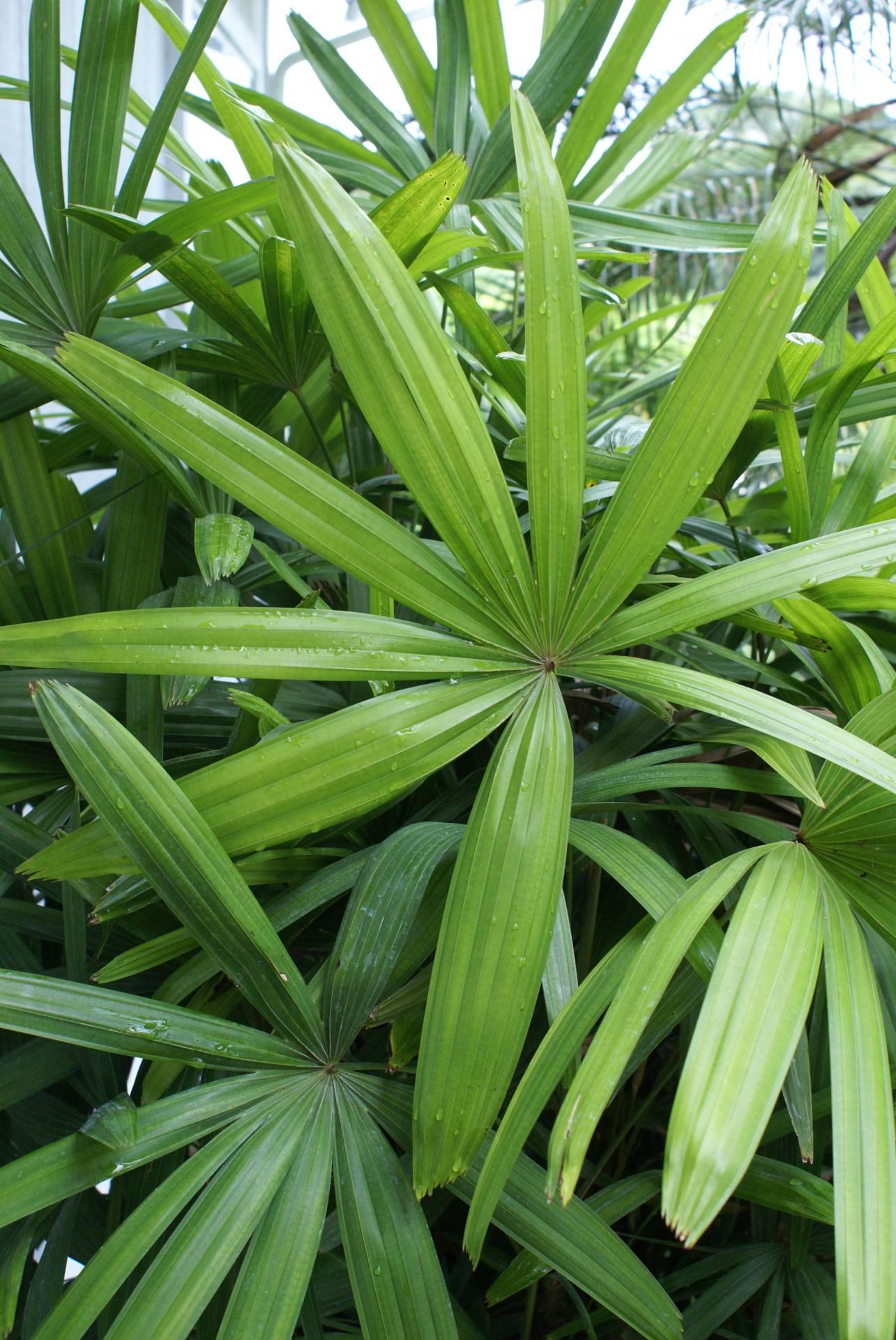 Palm Rhapis Excelsa - View 5 from www redcrocus com
