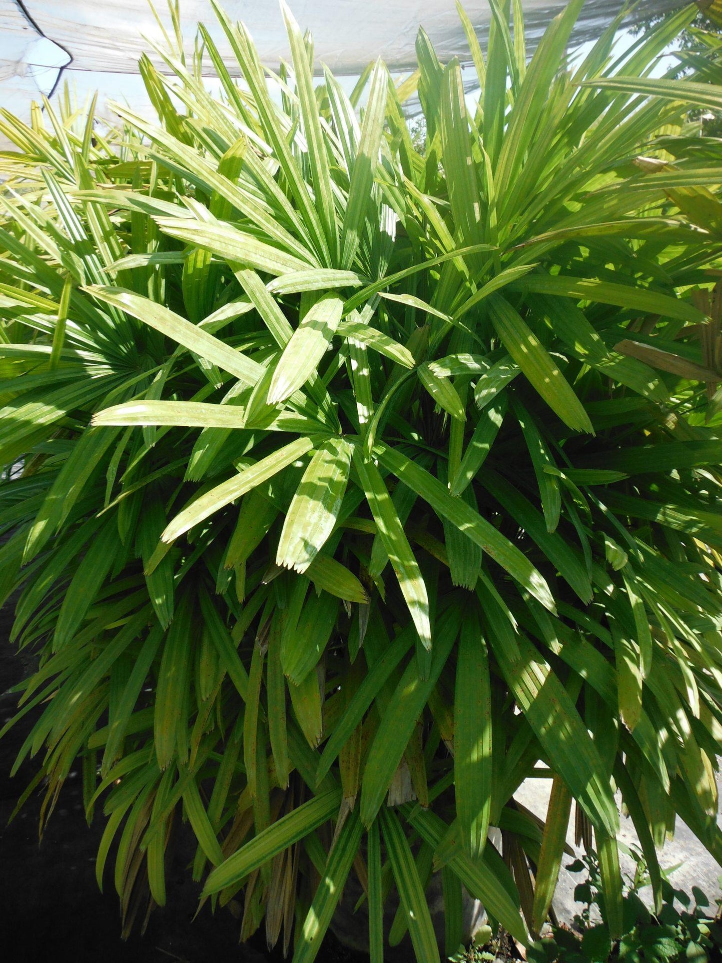 Palm Rhapis Excelsa - View 9 from www redcrocus com