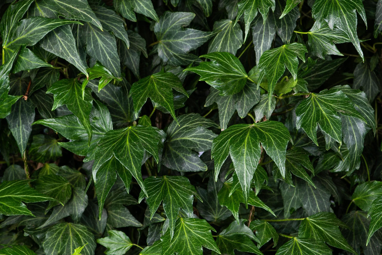 Hedera Helix Green - View 19 from www redcrocus com