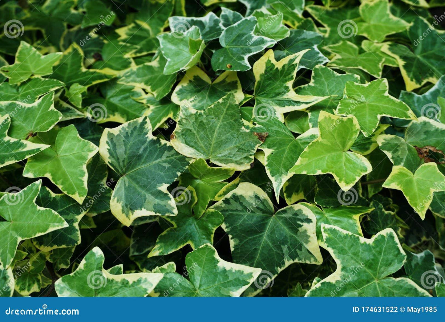 Hedera Helix Green Ivy - View 11 from www redcrocus com