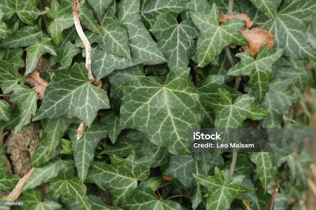 Hedera Helix Green Ivy - View 9 from www redcrocus com