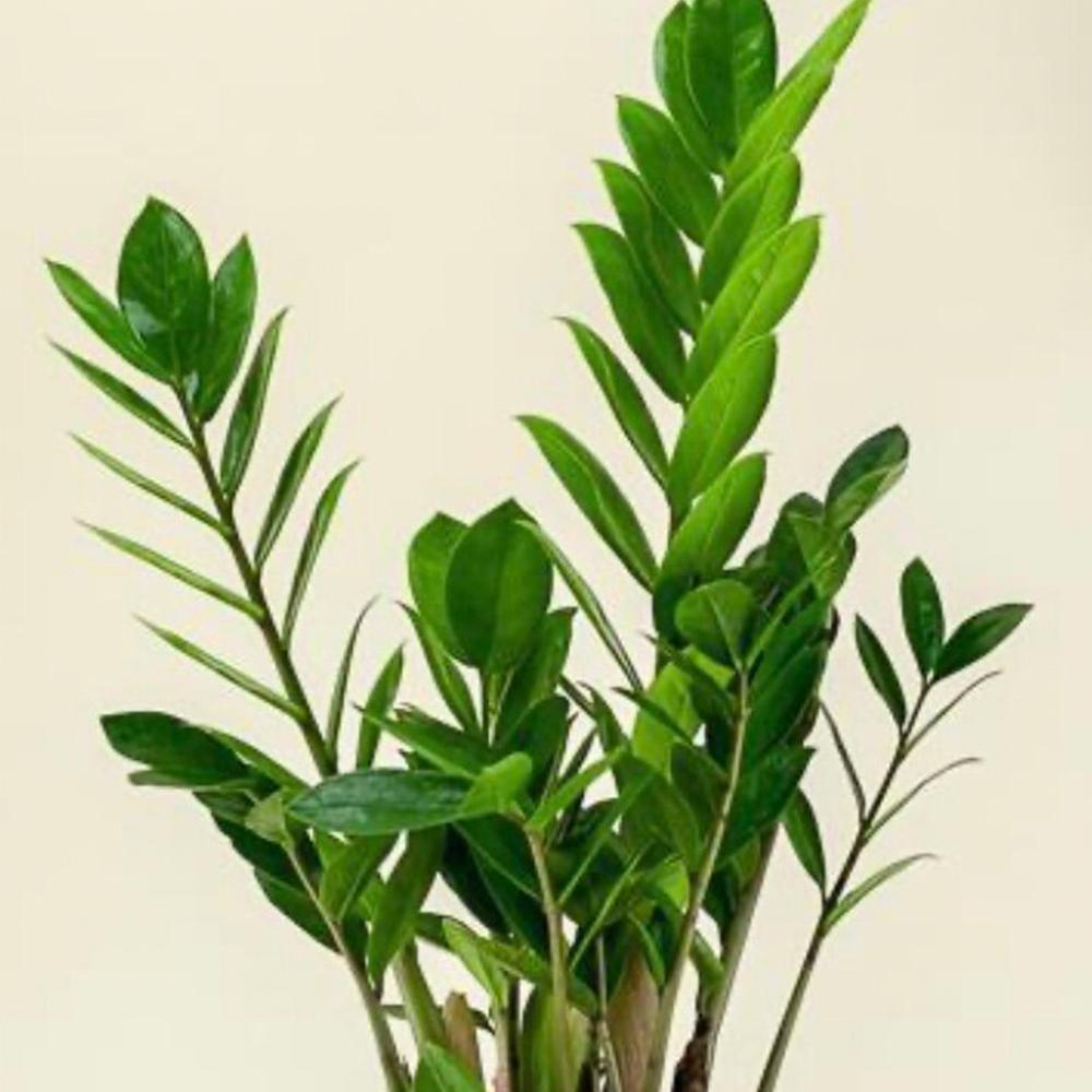 Zamioculcas Zamiifolia - View 13 from www redcrocus com