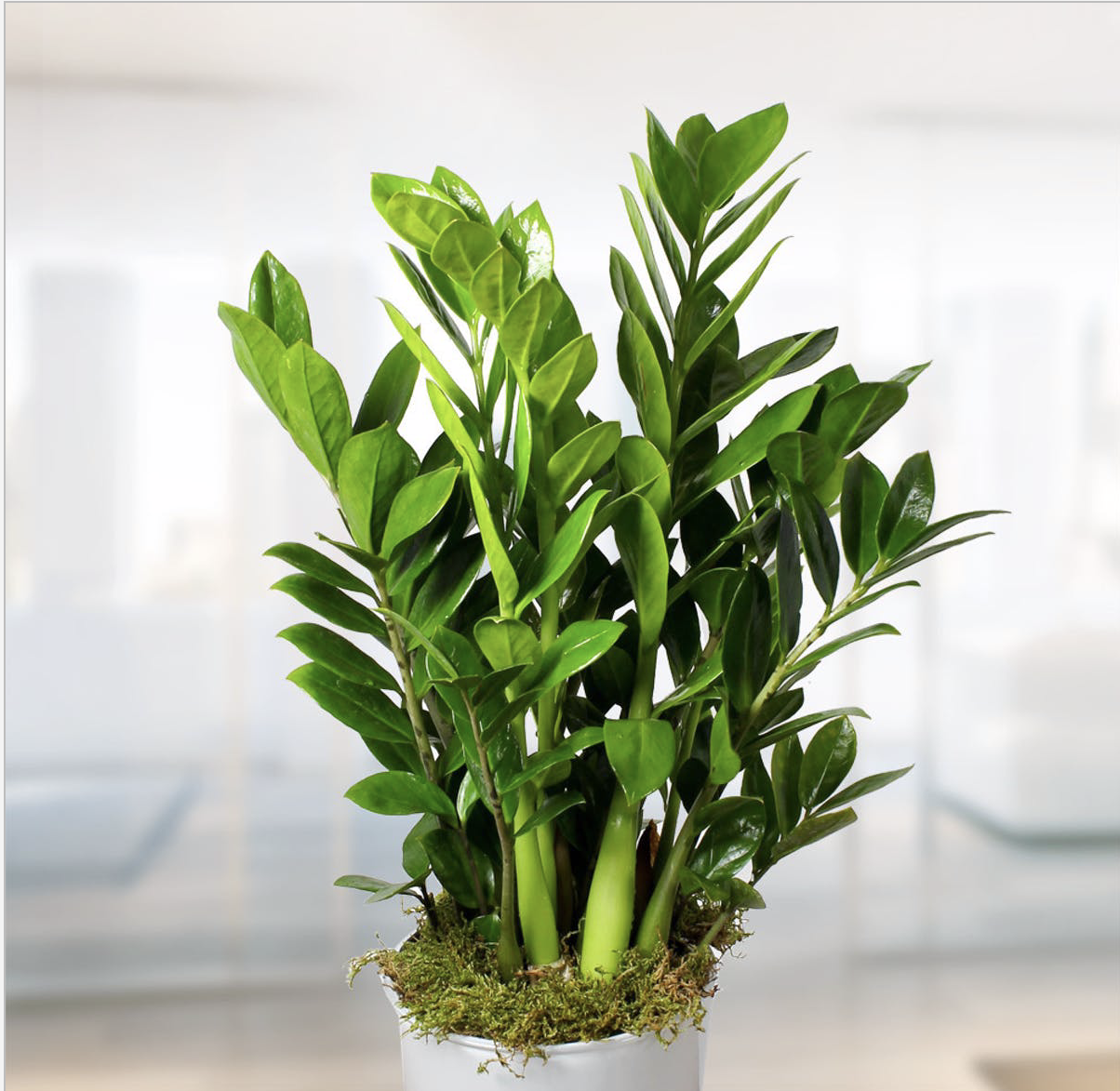 Zamioculcas Zamiifolia - View 19 from www redcrocus com