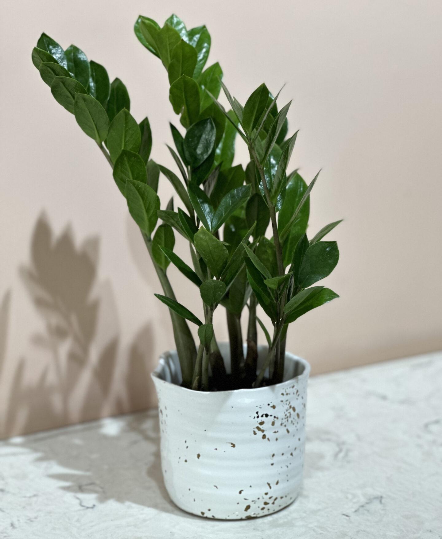 Zamioculcas Zamiifolia - View 20 from www redcrocus com
