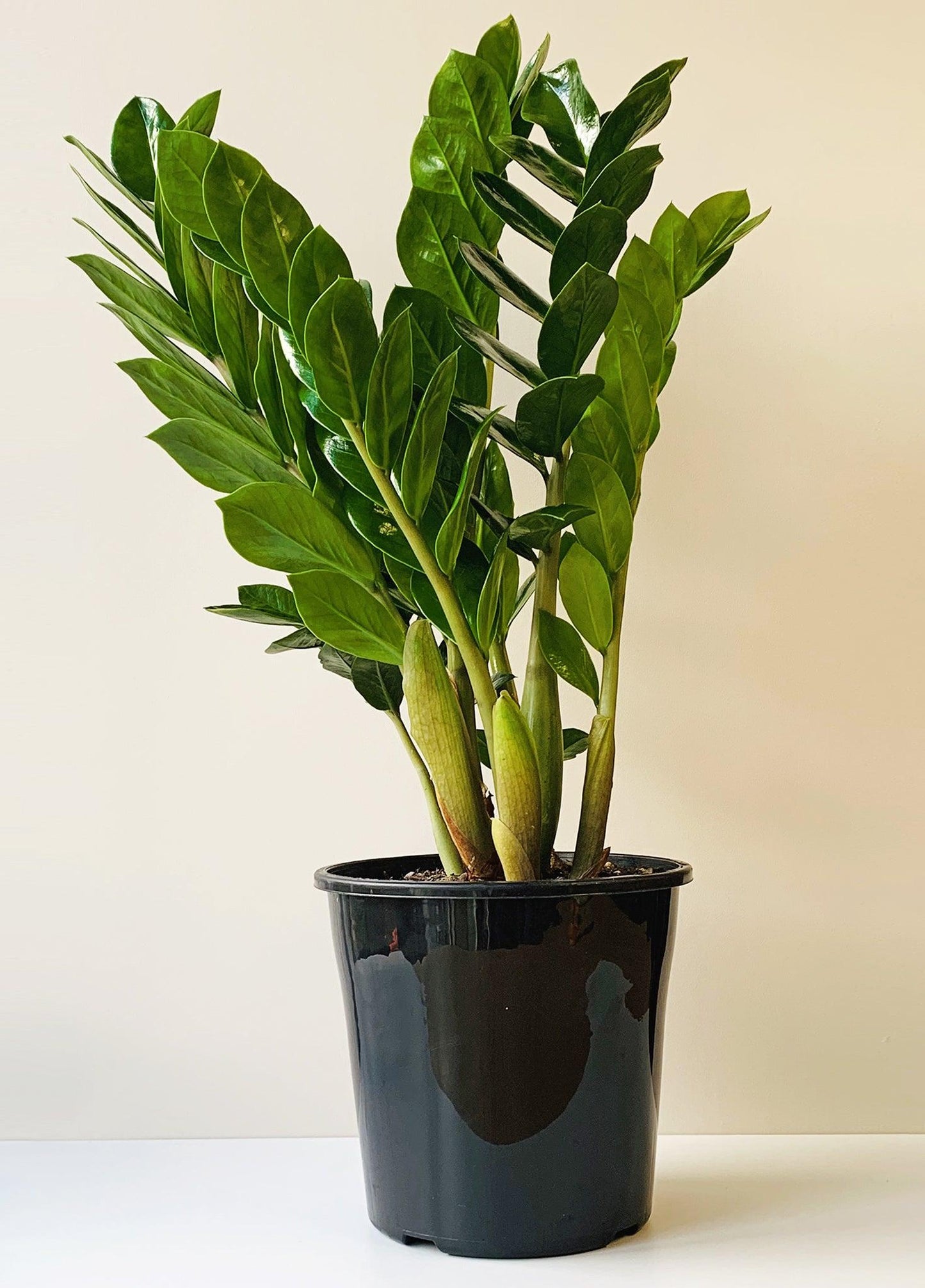 Zamioculcas Zamiifolia - View 4 from www redcrocus com