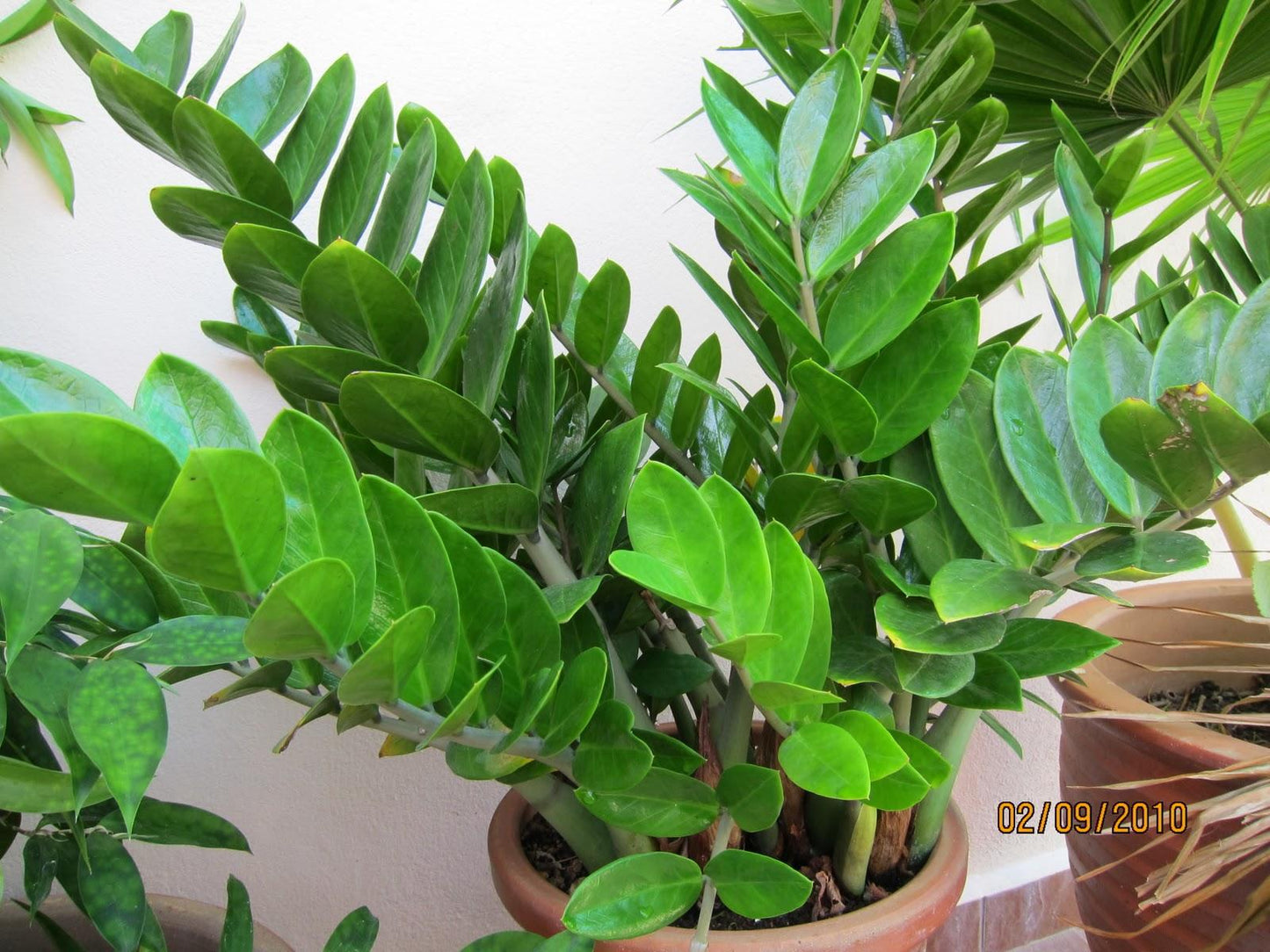 Zamioculcas Zamiifolia - View 7 from www redcrocus com