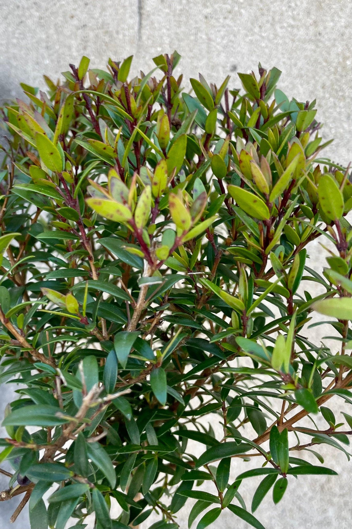 Myrtus Communis Mini Standard - View 12 from www redcrocus com