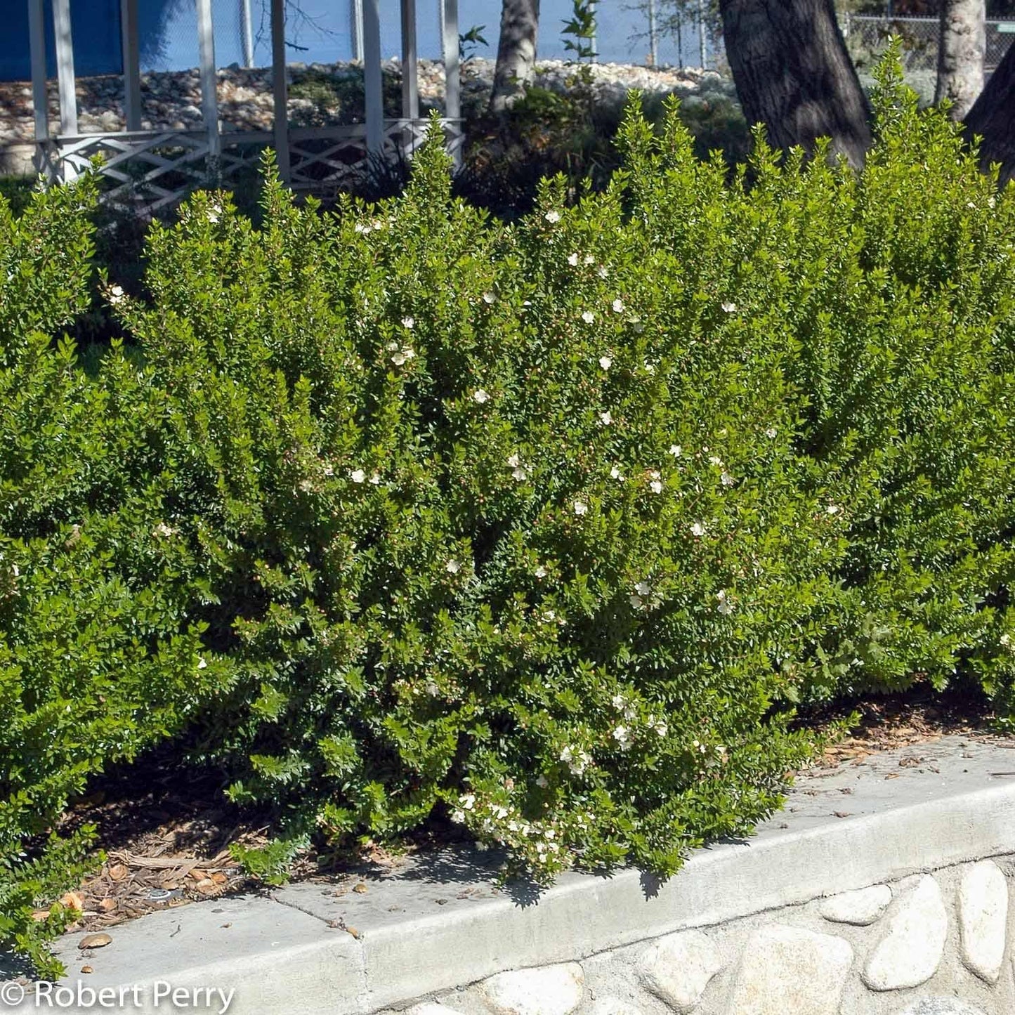 Myrtus Communis Mini Standard - View 15 from www redcrocus com